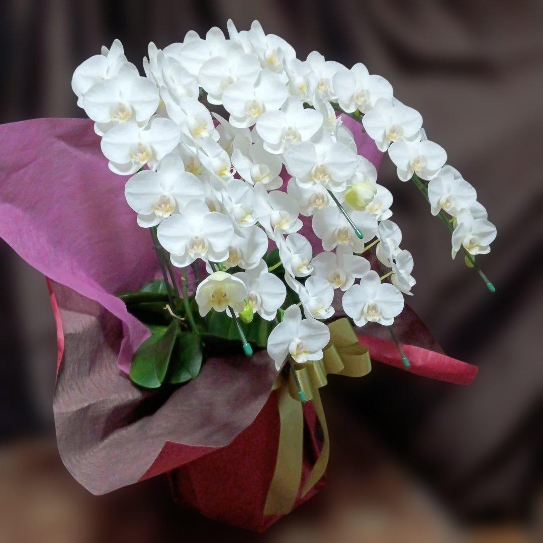 胡蝶蘭　生花　ミディ５本立ち