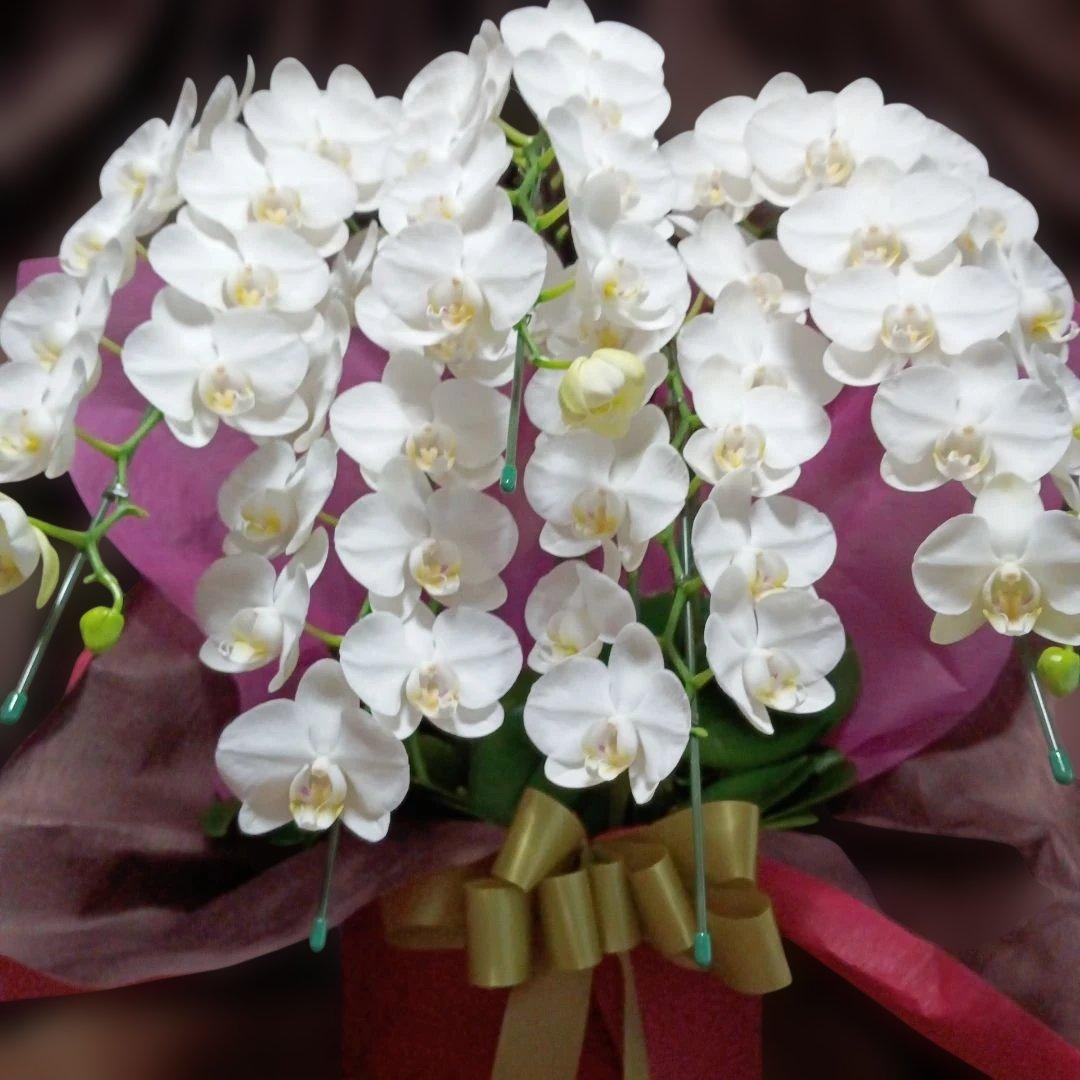 胡蝶蘭　生花　ミディ５本立ち