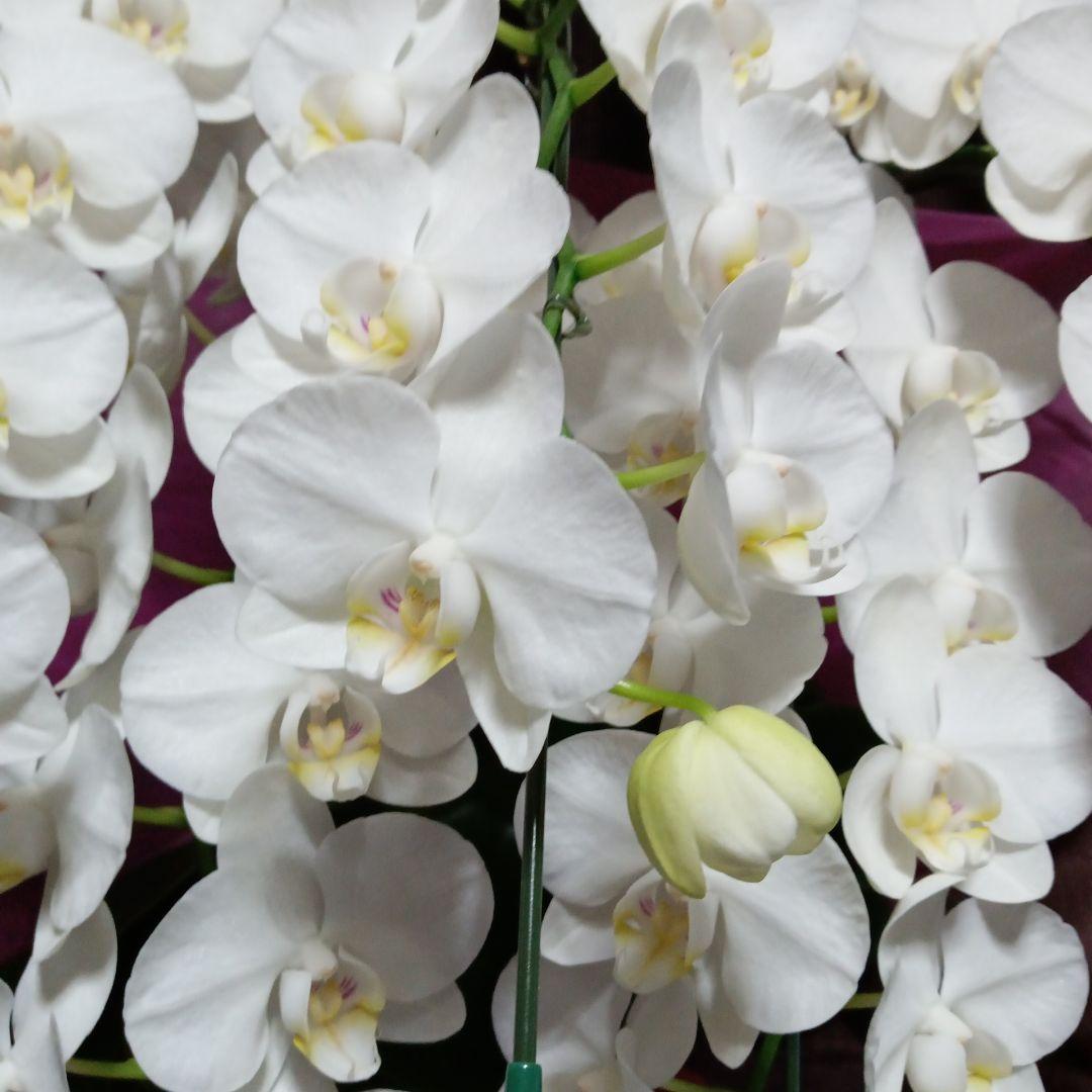 胡蝶蘭　生花　ミディ５本立ち