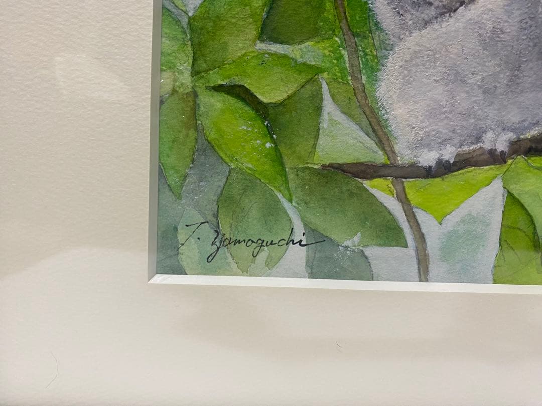 フクロウの雛 水彩画 T. Yamaguchi