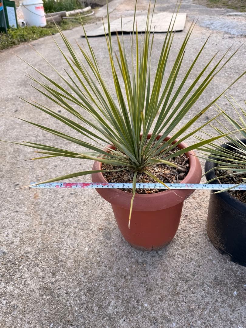 ユッカ ロストラータ