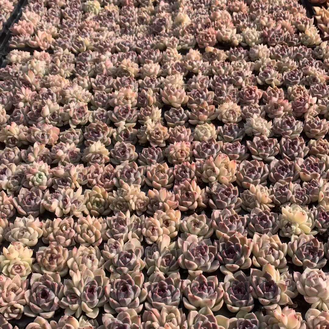 Top【選抜株】多肉植物　25449スジョン　105個 プラグトレー苗