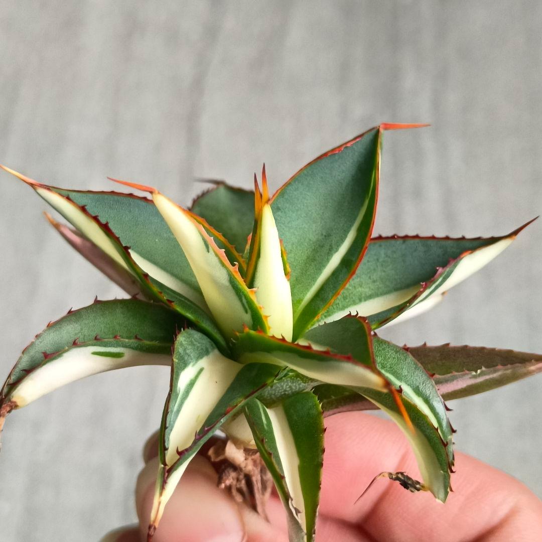 A295 特選 多肉植物 アガベ バーントバーガンディ錦 白中斑錦 極上優良株