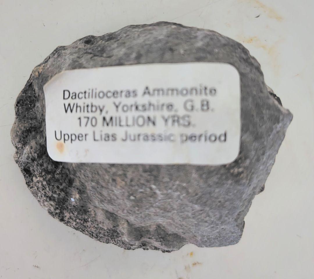 ダクティリオセラスアンモナイト化石4個セット