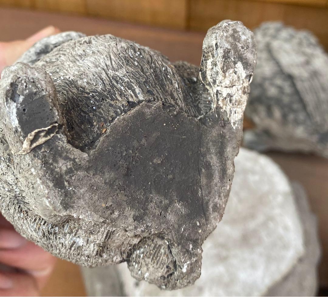 こっちゃん様確認用