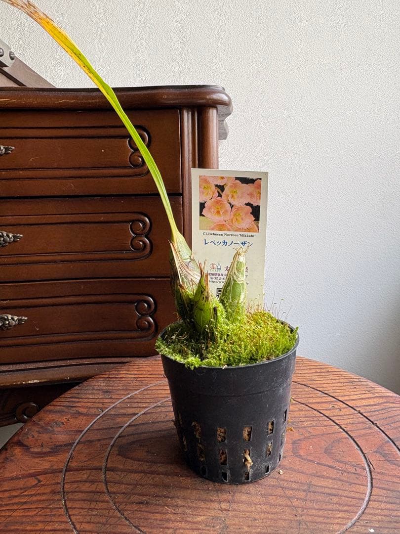 洋ラン タケノコ蘭 クロウェシア レベッカノーザン ミッカビ