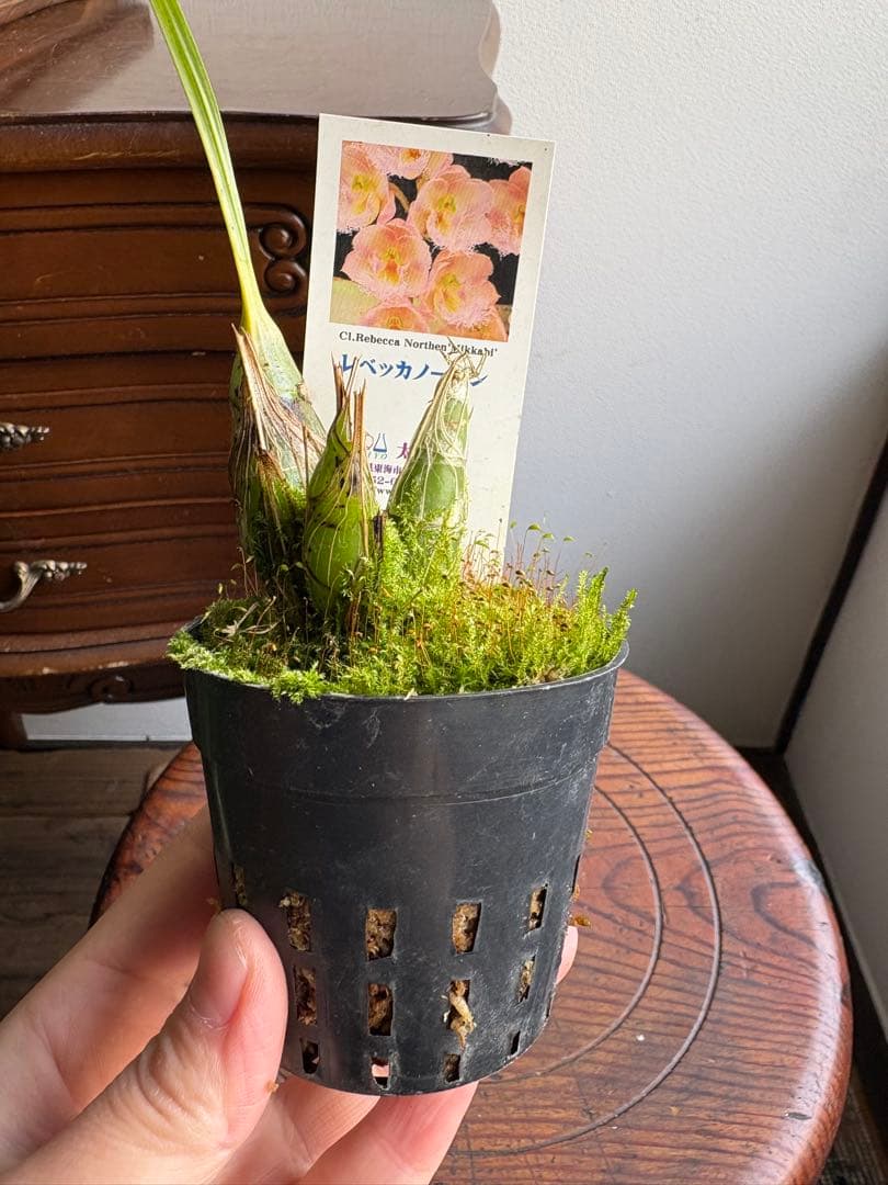 洋ラン タケノコ蘭 クロウェシア レベッカノーザン ミッカビ