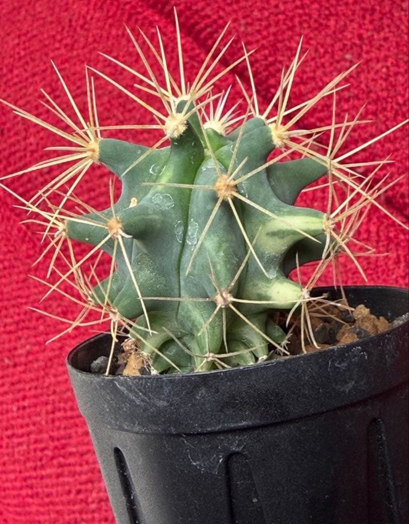 フェロカクタス王冠竜錦◇斑入りドライガーデン多肉サボテン　アガベ アロエ　ヤシ