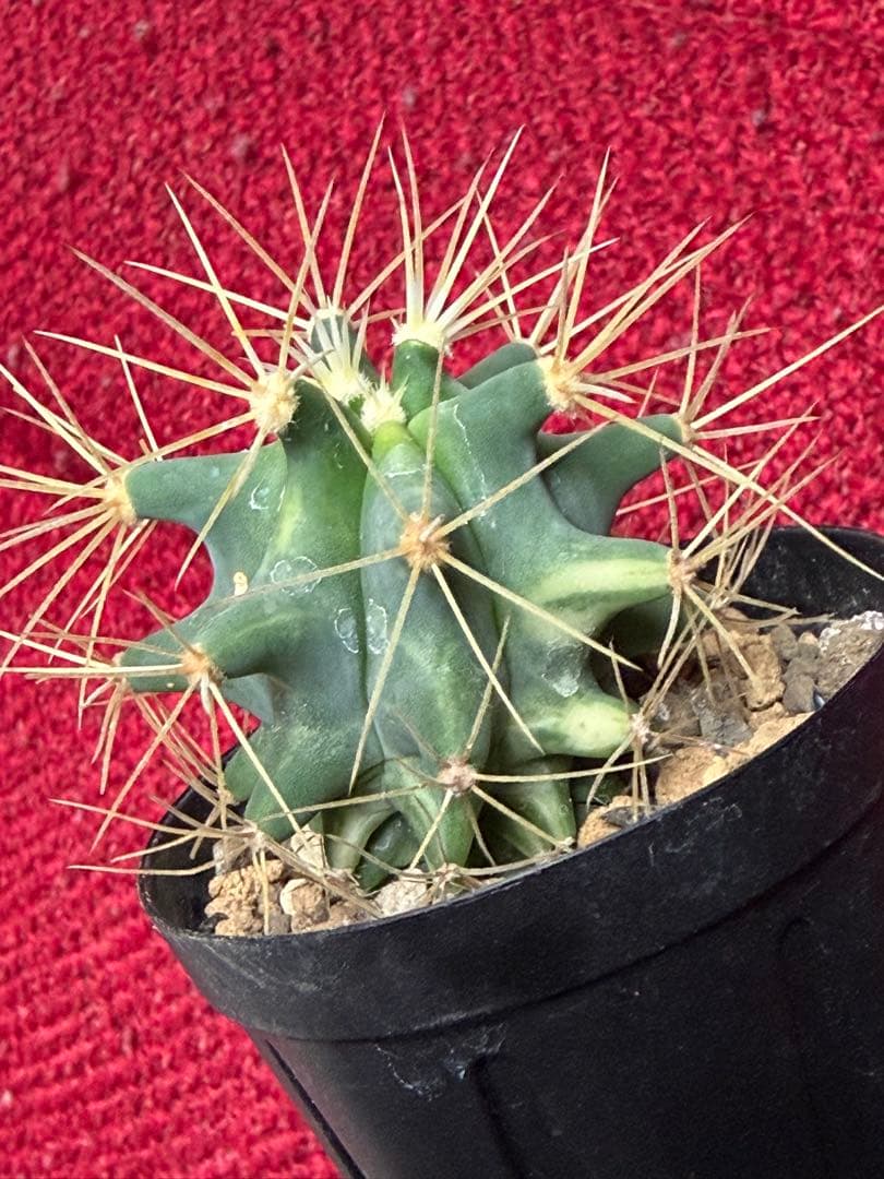 フェロカクタス王冠竜錦◇斑入りドライガーデン多肉サボテン　アガベ アロエ　ヤシ