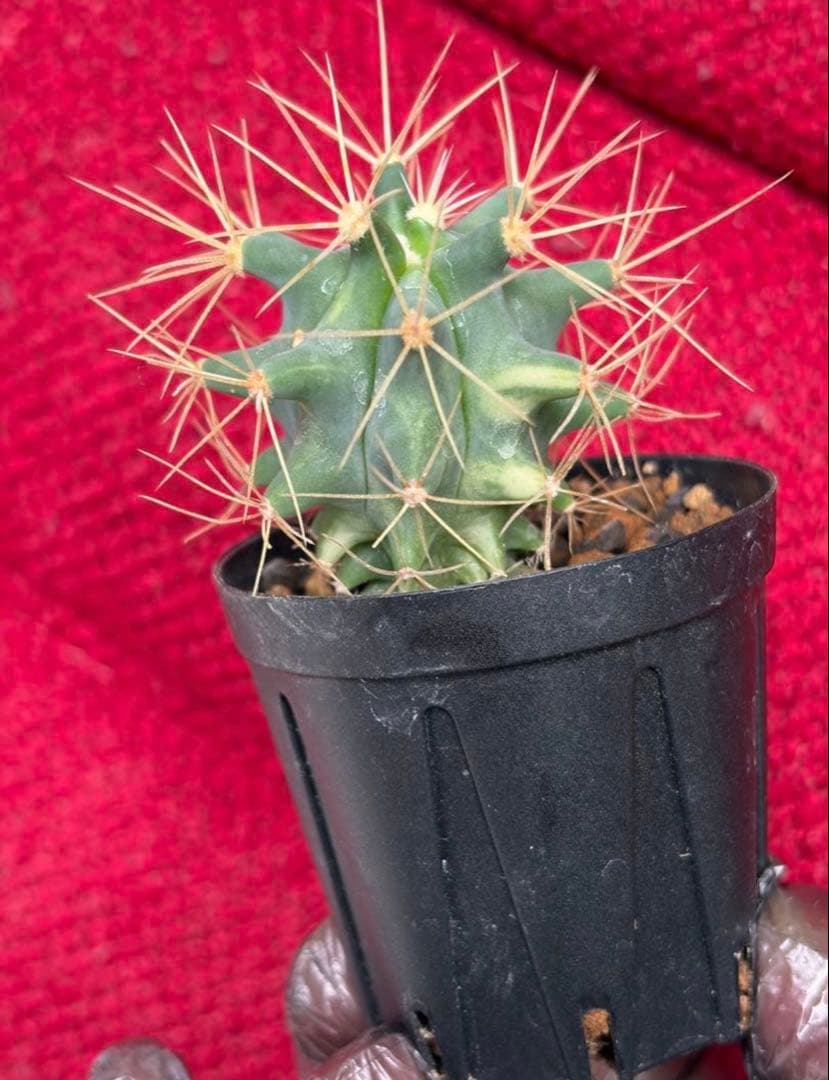 フェロカクタス王冠竜錦◇斑入りドライガーデン多肉サボテン　アガベ アロエ　ヤシ