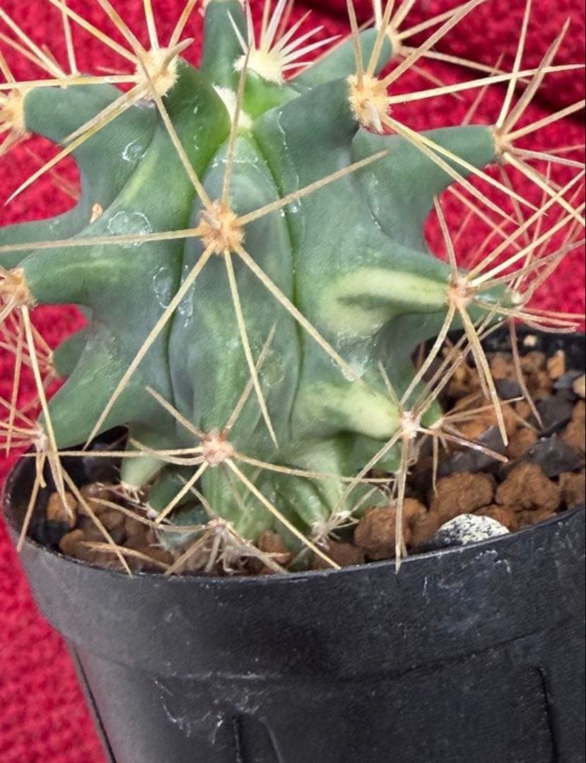 フェロカクタス王冠竜錦◇斑入りドライガーデン多肉サボテン　アガベ アロエ　ヤシ