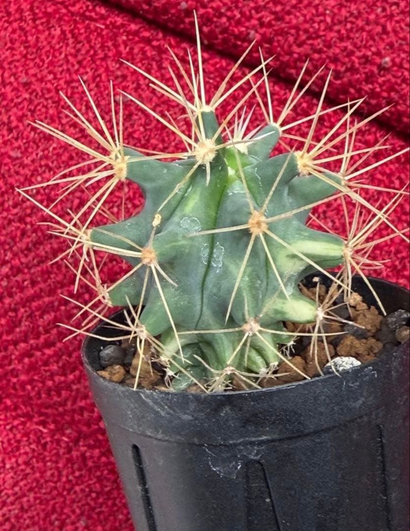 フェロカクタス王冠竜錦◇斑入りドライガーデン多肉サボテン　アガベ アロエ　ヤシ