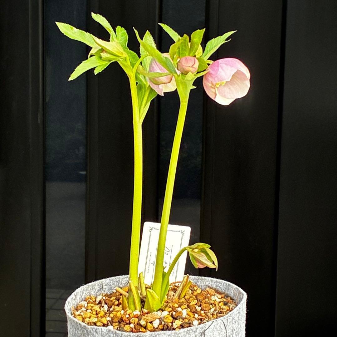 か*ん様 3463☘️唯一無二☘️花タグ付☘️⭐️コロコロ手毬咲き⭐️小輪⭐️ペ