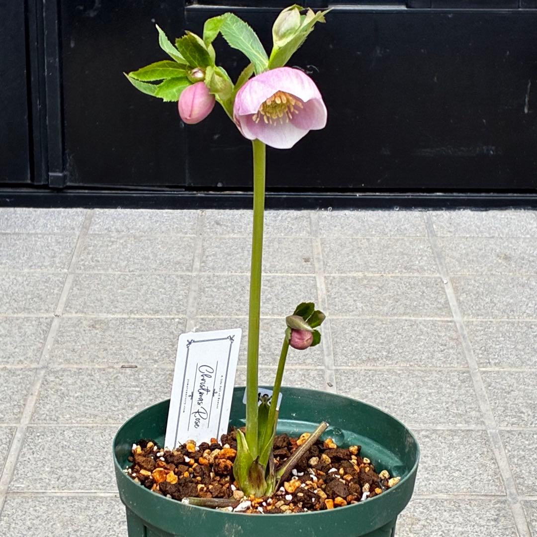 か*ん様 3463☘️唯一無二☘️花タグ付☘️⭐️コロコロ手毬咲き⭐️小輪⭐️ペ