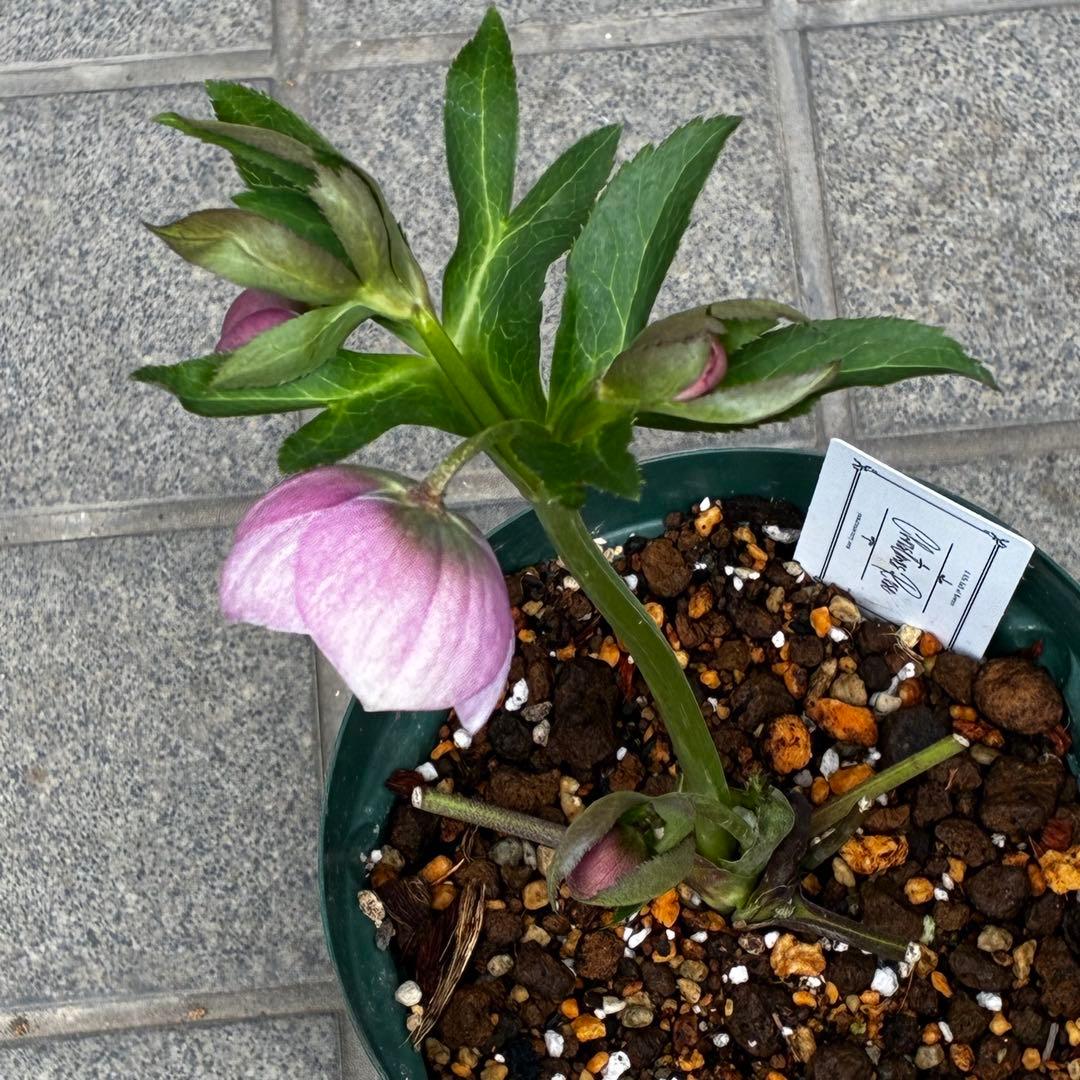 か*ん様 3463☘️唯一無二☘️花タグ付☘️⭐️コロコロ手毬咲き⭐️小輪⭐️ペ