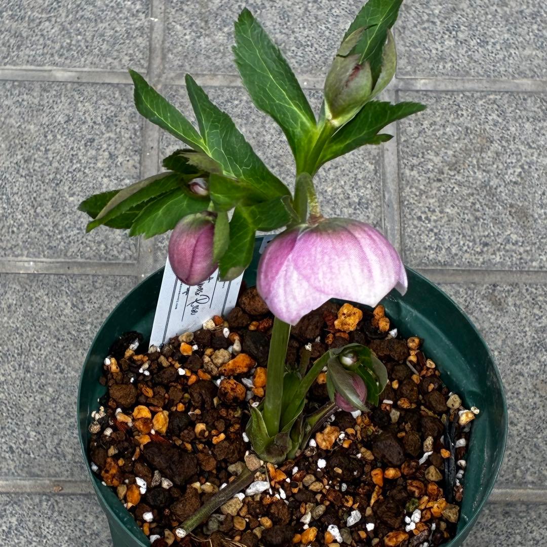 か*ん様 3463☘️唯一無二☘️花タグ付☘️⭐️コロコロ手毬咲き⭐️小輪⭐️ペ