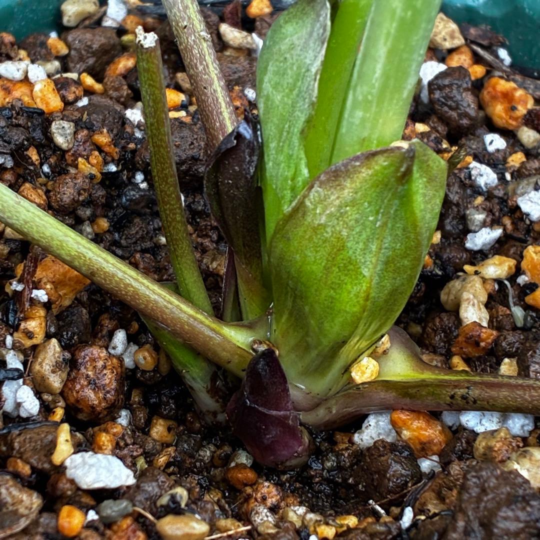 か*ん様 3463☘️唯一無二☘️花タグ付☘️⭐️コロコロ手毬咲き⭐️小輪⭐️ペ