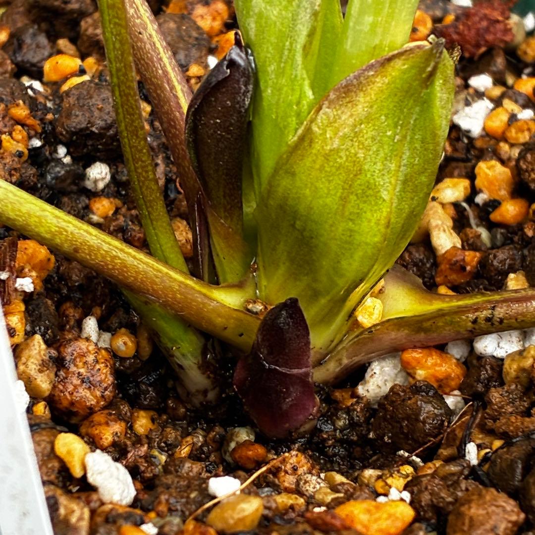 か*ん様 3463☘️唯一無二☘️花タグ付☘️⭐️コロコロ手毬咲き⭐️小輪⭐️ペ