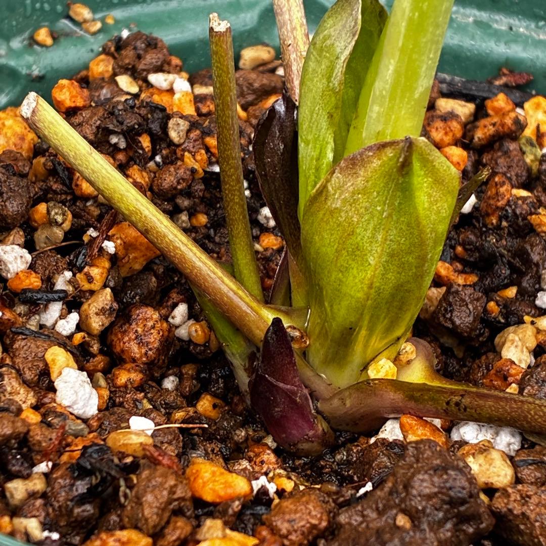 か*ん様 3463☘️唯一無二☘️花タグ付☘️⭐️コロコロ手毬咲き⭐️小輪⭐️ペ