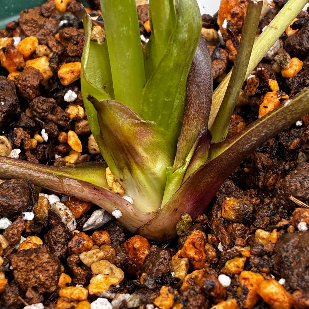 か*ん様 3463☘️唯一無二☘️花タグ付☘️⭐️コロコロ手毬咲き⭐️小輪⭐️ペ