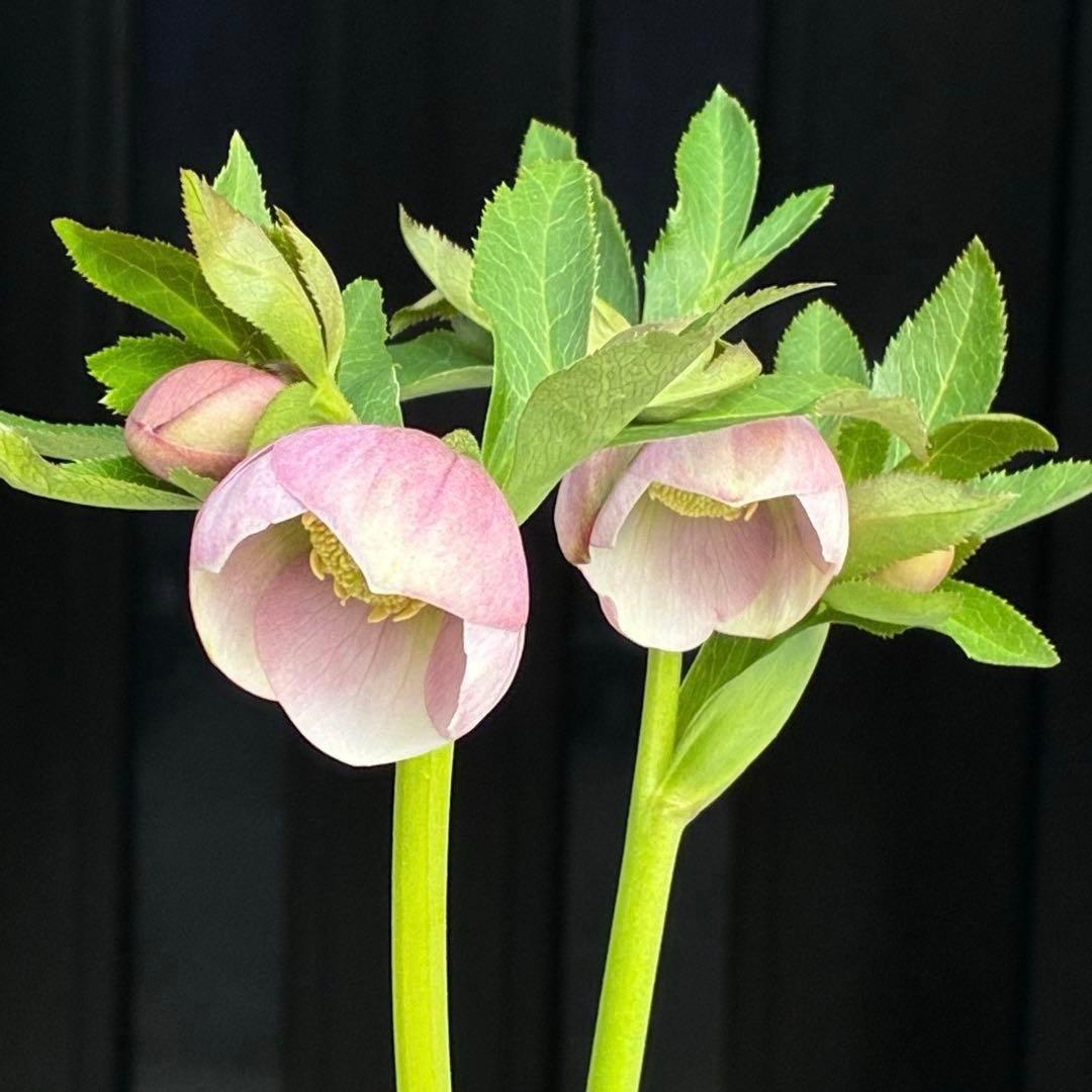 か*ん様 3463☘️唯一無二☘️花タグ付☘️⭐️コロコロ手毬咲き⭐️小輪⭐️ペ