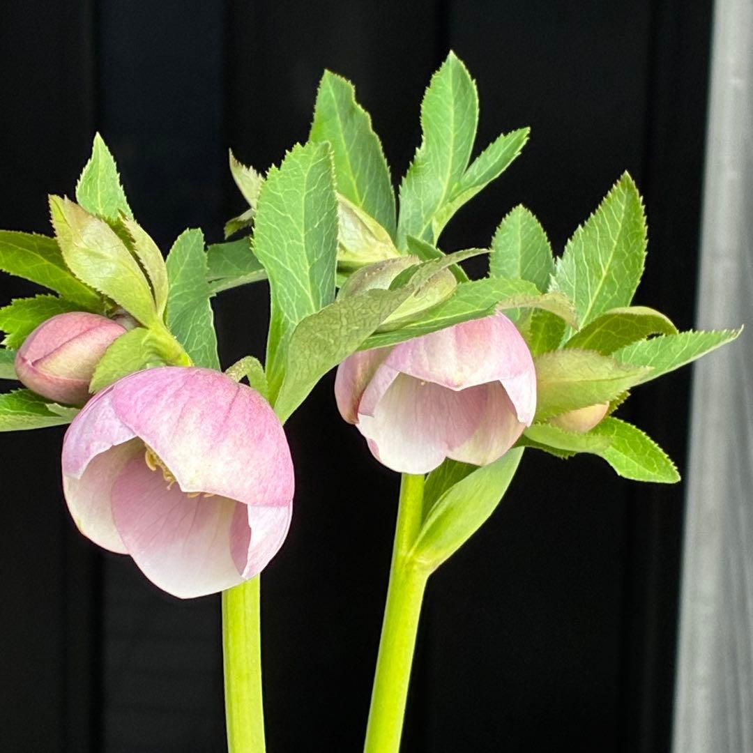 か*ん様 3463☘️唯一無二☘️花タグ付☘️⭐️コロコロ手毬咲き⭐️小輪⭐️ペ