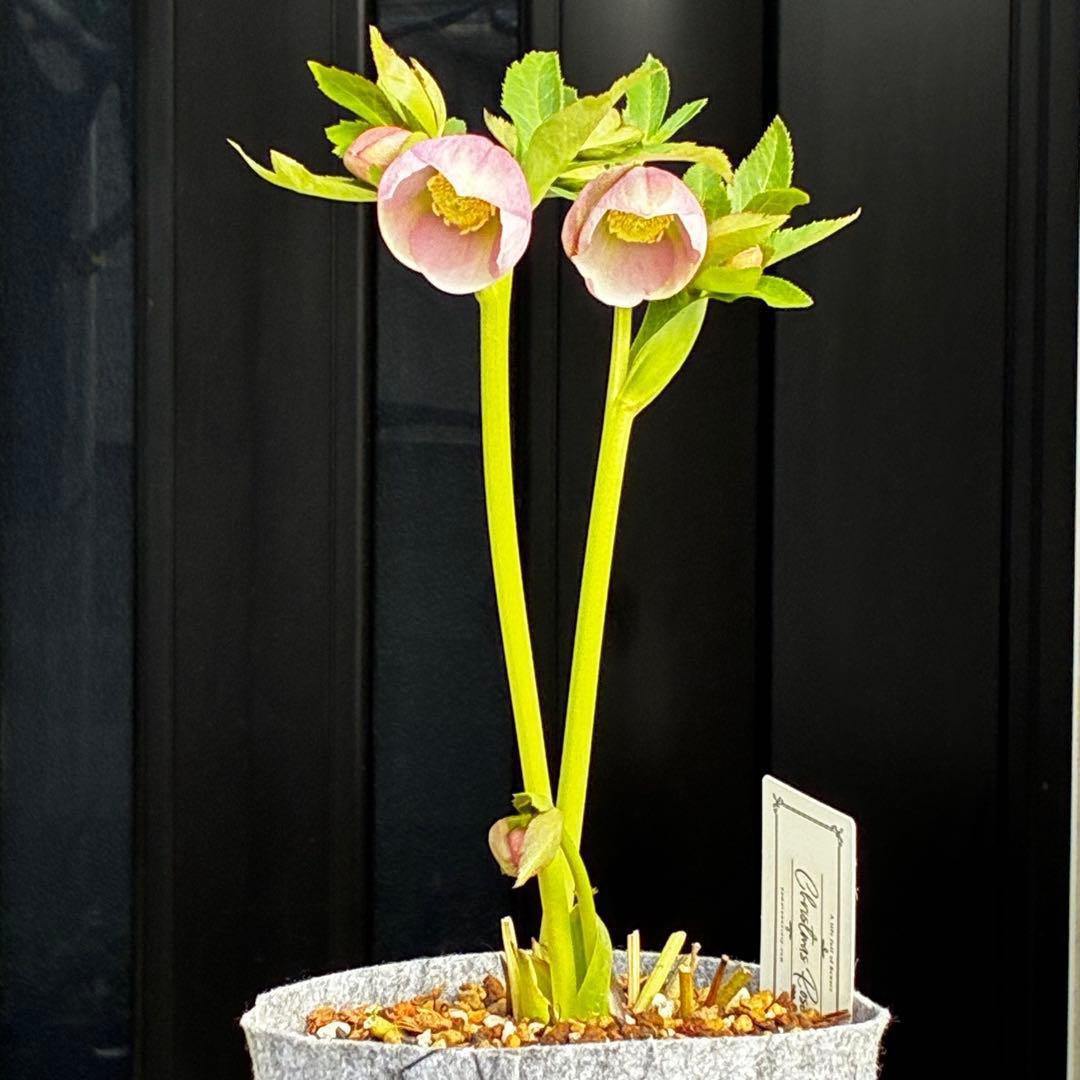 か*ん様 3463☘️唯一無二☘️花タグ付☘️⭐️コロコロ手毬咲き⭐️小輪⭐️ペ