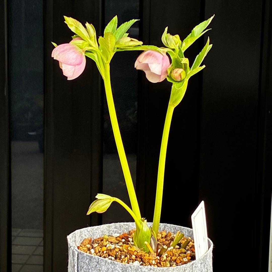 か*ん様 3463☘️唯一無二☘️花タグ付☘️⭐️コロコロ手毬咲き⭐️小輪⭐️ペ