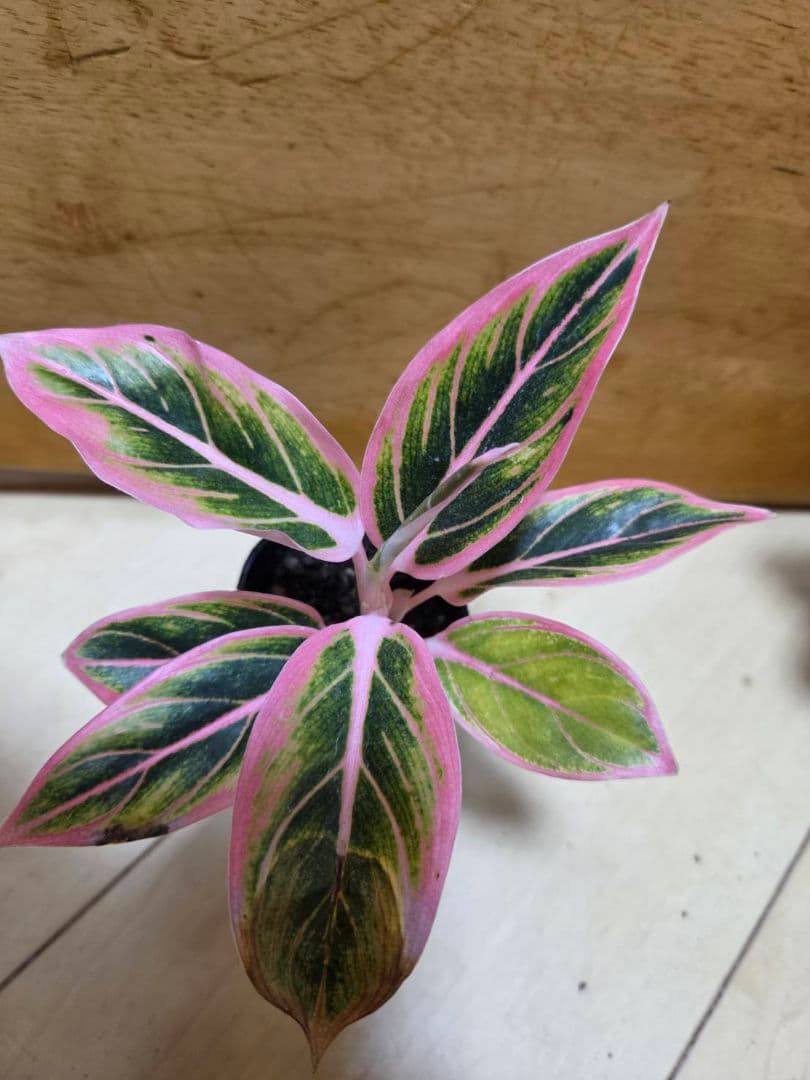 アグラオネマ　ロータス　デライト　観葉植物