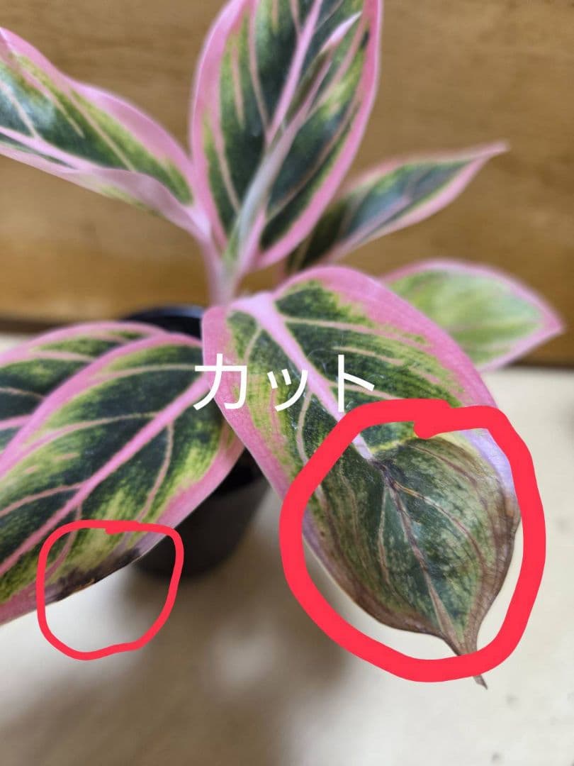 アグラオネマ　ロータス　デライト　観葉植物