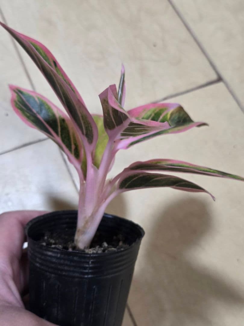 アグラオネマ　ロータス　デライト　観葉植物