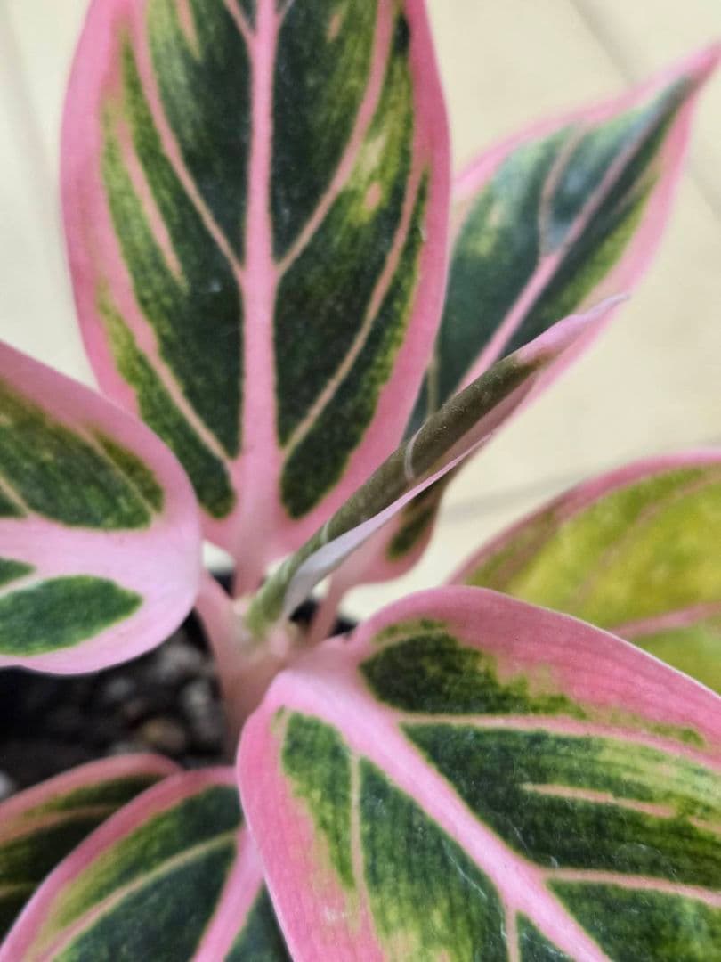 アグラオネマ　ロータス　デライト　観葉植物