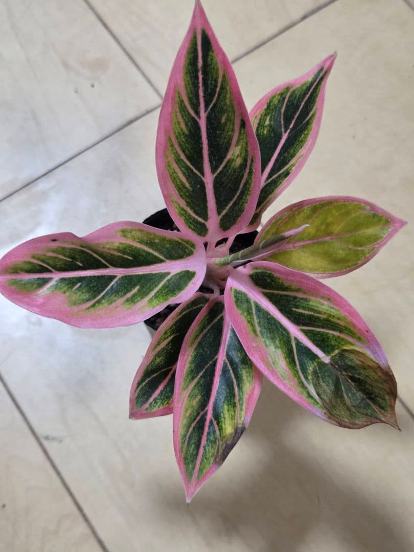 アグラオネマ　ロータス　デライト　観葉植物