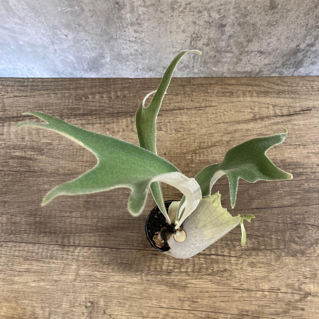 ビカクシダ ビーチーレモイネイ特選株 P.veitchii Lemoinei