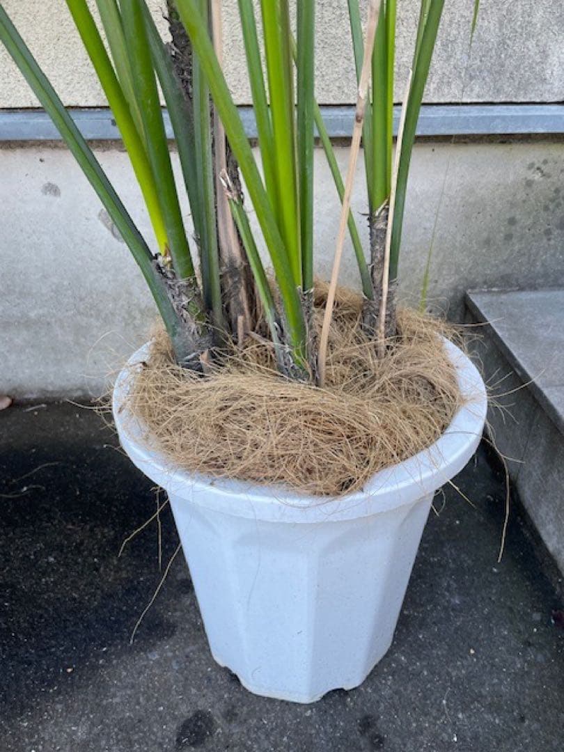 直接お引取■ケンチャヤシ/Howea belmoreana/180cm■4本立