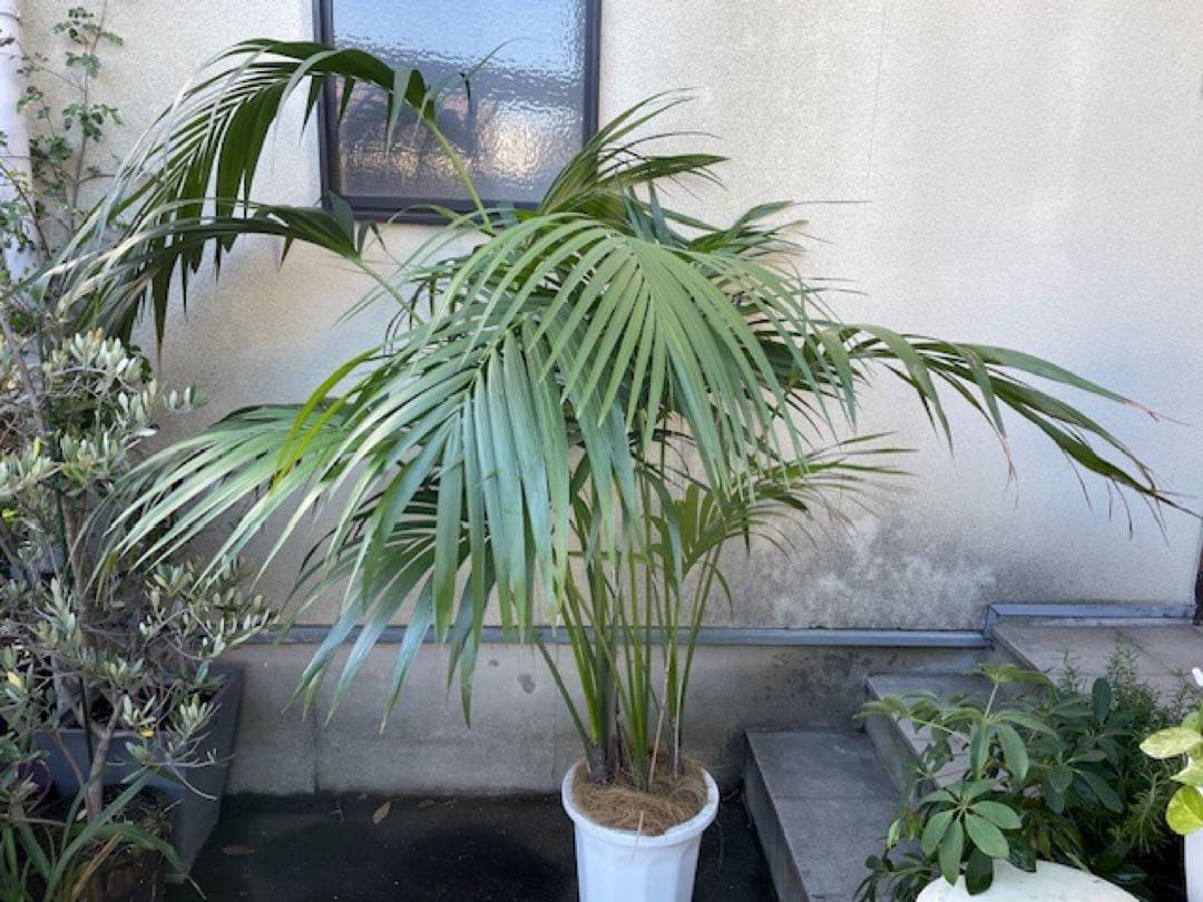 直接お引取■ケンチャヤシ/Howea belmoreana/180cm■4本立