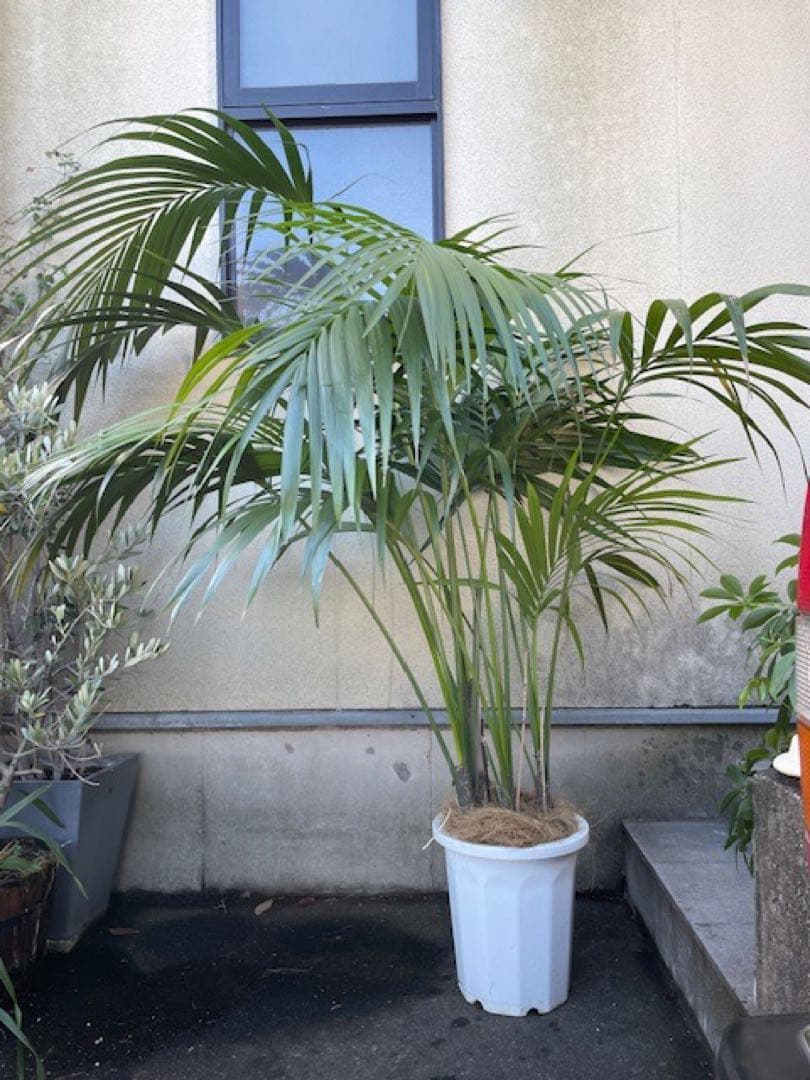 直接お引取■ケンチャヤシ/Howea belmoreana/180cm■4本立