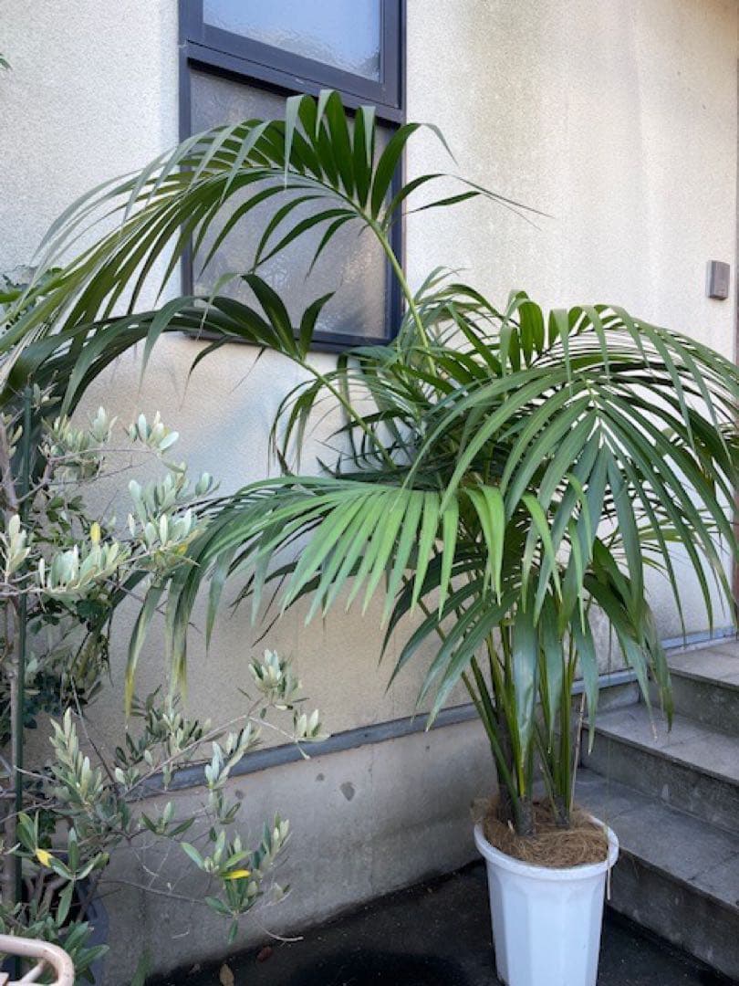 直接お引取■ケンチャヤシ/Howea belmoreana/180cm■4本立