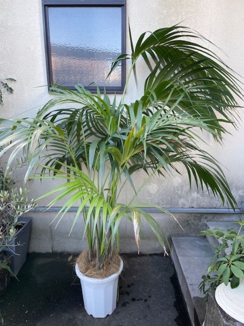 直接お引取■ケンチャヤシ/Howea belmoreana/180cm■4本立