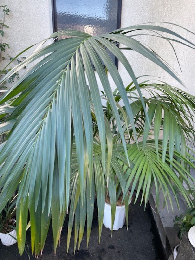 直接お引取■ケンチャヤシ/Howea belmoreana/180cm■4本立