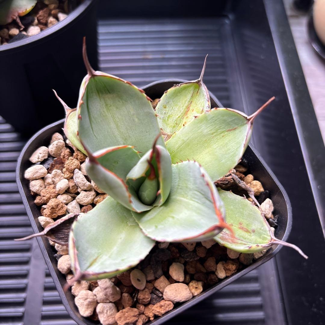 アガベ　パリー　トランカータ　ドワーフ