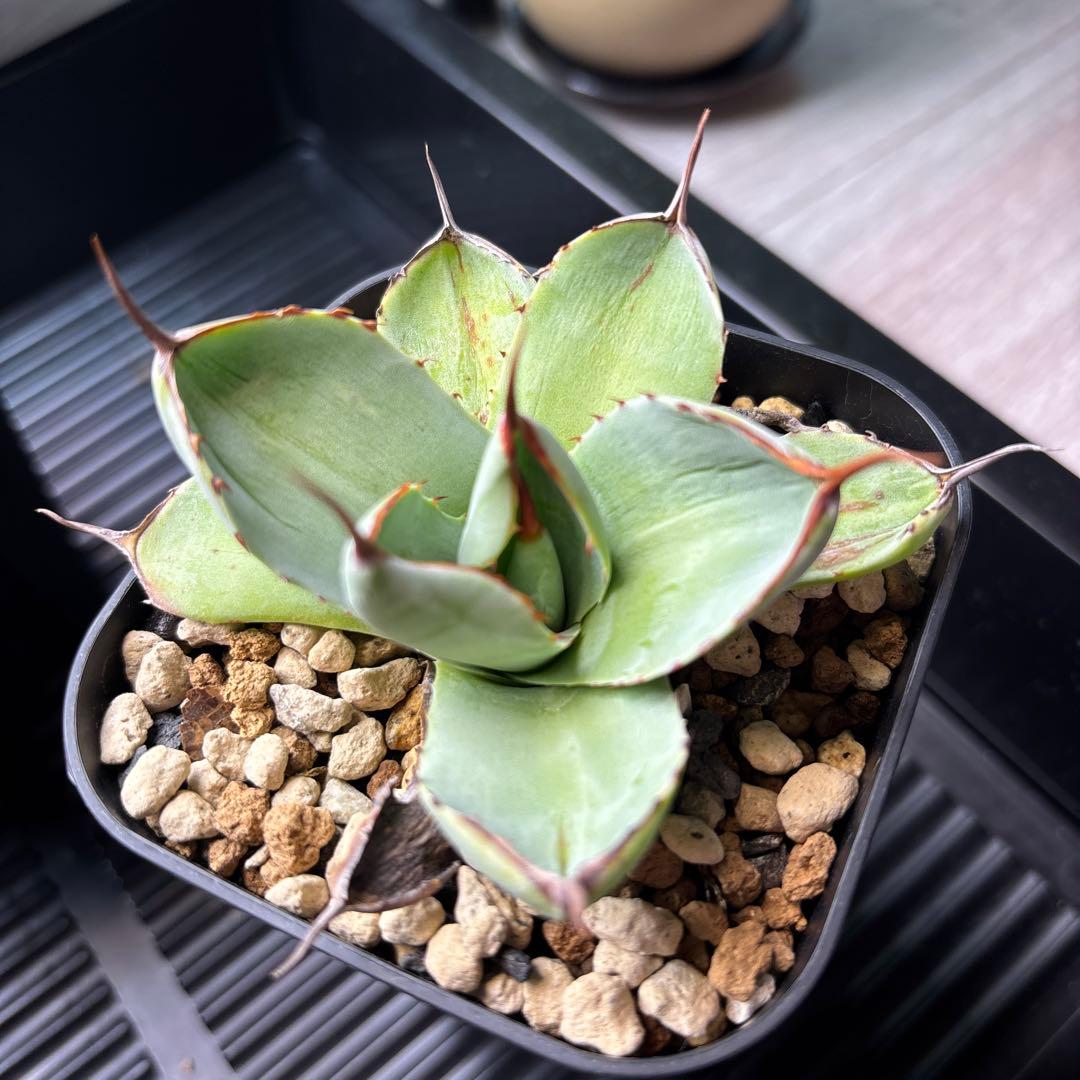 アガベ　パリー　トランカータ　ドワーフ