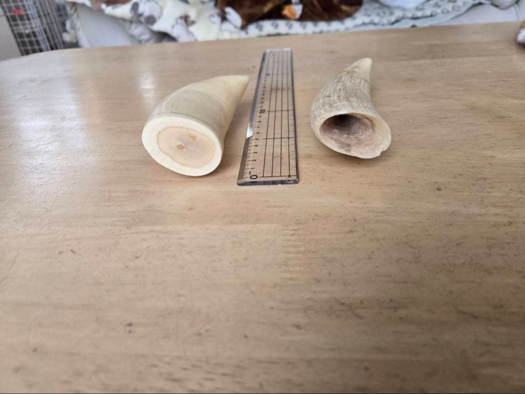 KUBOTA マッコウクジラの歯