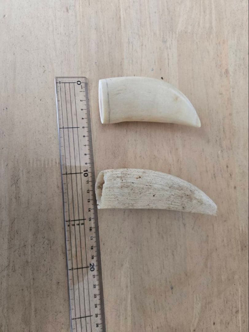 KUBOTA マッコウクジラの歯