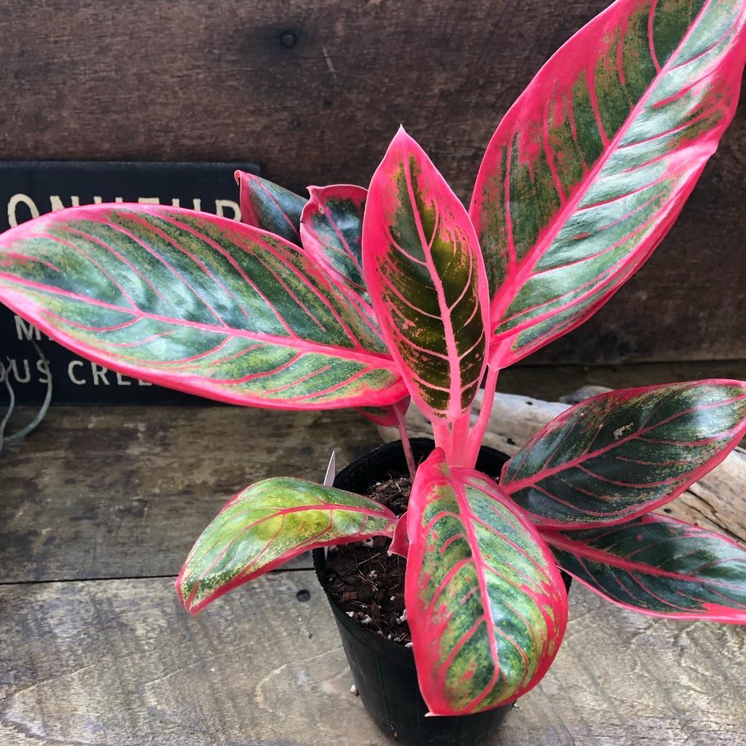 ★ポットごと♡リップスティックカーサ♡アグラオネマ ♡観葉植物♡インテリア♡