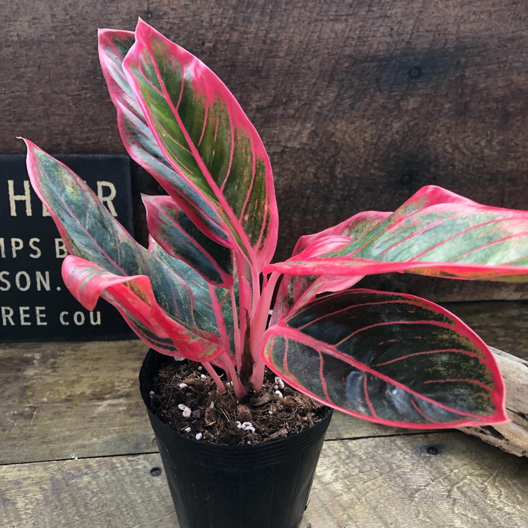 ★ポットごと♡リップスティックカーサ♡アグラオネマ ♡観葉植物♡インテリア♡