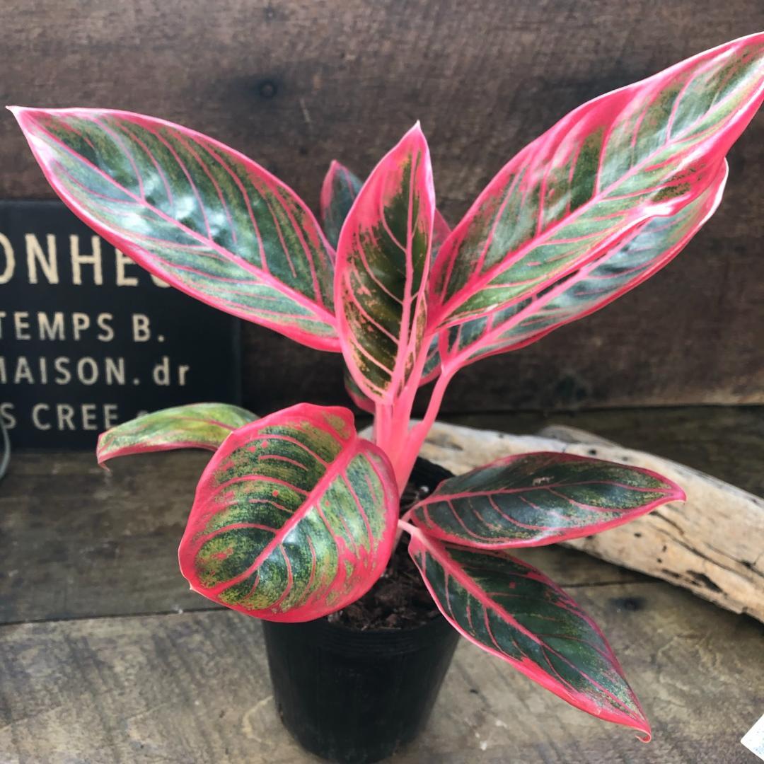 ★ポットごと♡リップスティックカーサ♡アグラオネマ ♡観葉植物♡インテリア♡