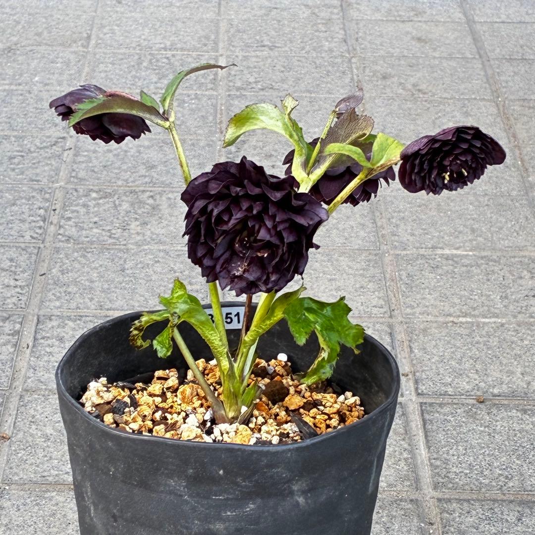 お*よ様 3651⭐️ダーク⭐️コロコロ小中輪⭐️超多弁⭐️艶ピコ⭐️コンパクト