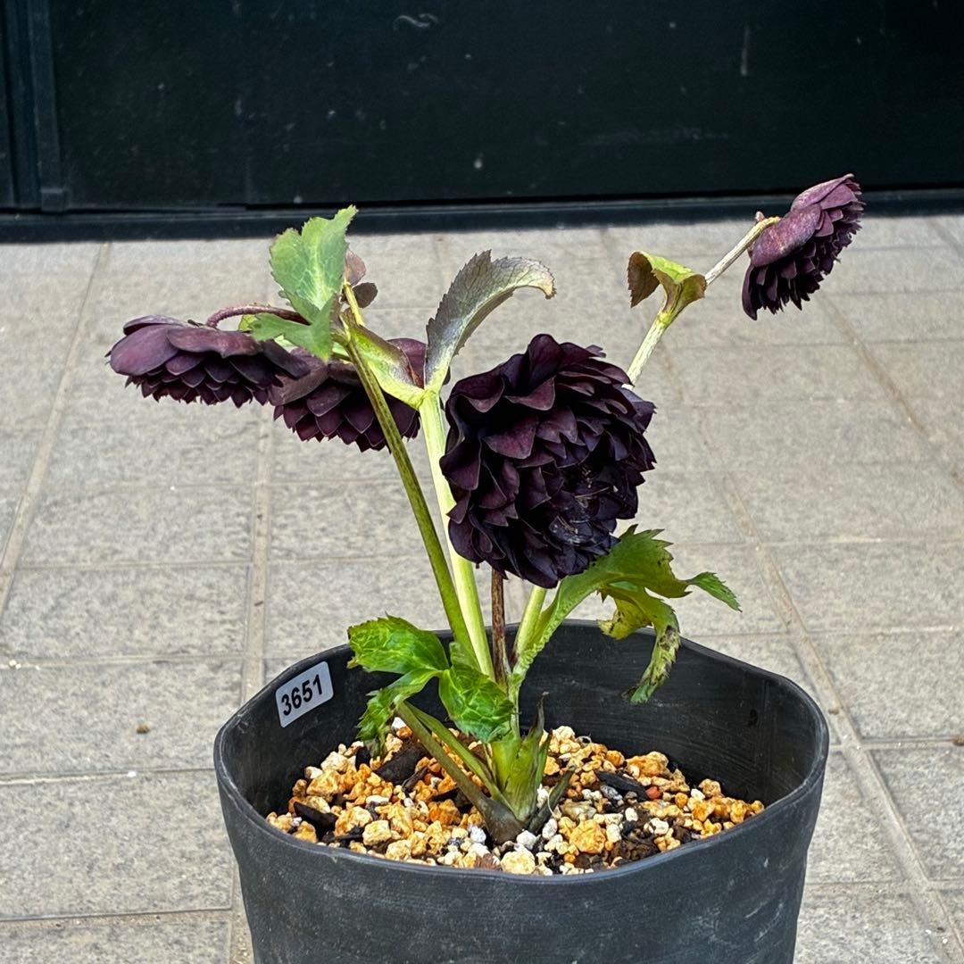 お*よ様 3651⭐️ダーク⭐️コロコロ小中輪⭐️超多弁⭐️艶ピコ⭐️コンパクト