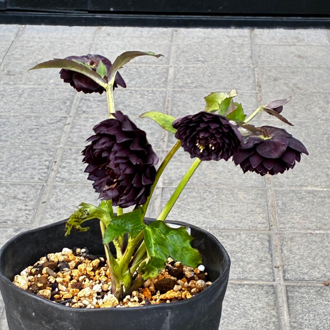 お*よ様 3651⭐️ダーク⭐️コロコロ小中輪⭐️超多弁⭐️艶ピコ⭐️コンパクト